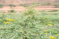 Amaranthus hybridus